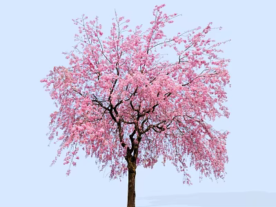 Beautiful Flowering Arbor with Pink Blossoms Against Light Blue Sky 3d model