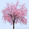 Beautiful Flowering Arbor with Pink Blossoms Against Light Blue Sky