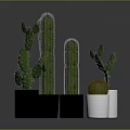 Green Cactus Plants In White And Black Pots With Various Types And Sizes