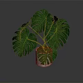 Lush Monstera Plant with Large Green Leaves in White Ceramic Pot on Dark Background