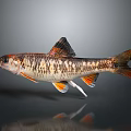 Vibrant Spotted Fish With Distinctive Brown Orange Body And Colorful Fins
