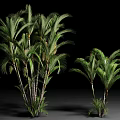 Green Arbor Trees With Broad Leaves And Slender Trunks Against Black Background