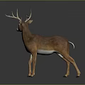 Realistic Standing Buck Deer Model With Brown White Coat And Large Antlers On Dark Background