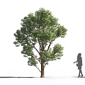 Green Leafy Arbor With Thick Trunk And Person Silhouette Walking Nearby