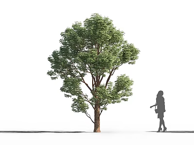 Green Leafy Arbor With Thick Trunk And Person Silhouette Walking Nearby 3d model