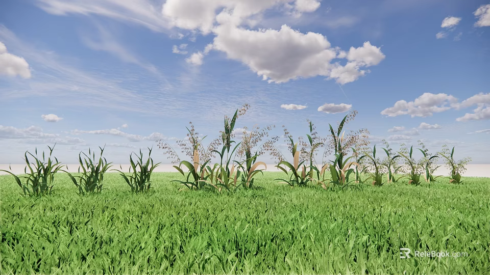 Healthy Corn Plants Thriving In Green Agricultural Field Under Blue Sky With White Clouds 3d model 