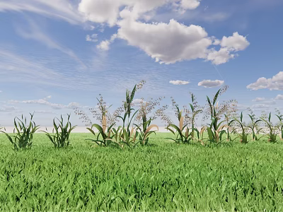 Healthy Corn Plants Thriving In Green Agricultural Field Under Blue Sky With White Clouds 3d model