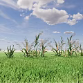 Healthy Corn Plants Thriving In Green Agricultural Field Under Blue Sky With White Clouds