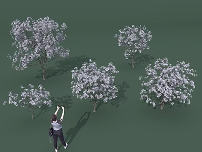 Multiple Blooming Flowering Arbors With White Blossoms And Person Taking Photos On Green Background 3d model