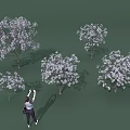 Multiple Blooming Flowering Arbors With White Blossoms And Person Taking Photos On Green Background