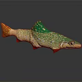 Colorful Aquatic Fish with Green Yellow Body Red Fins and White Spots on Gray Surface