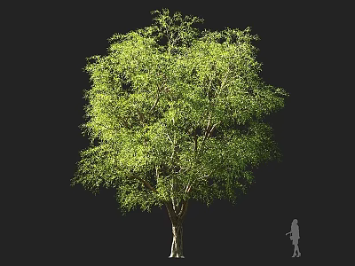Arbor With Lush Green Foliage Dense Branches Strong Trunk And Healthy Growth 3d model