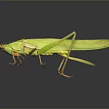 Green Grasshopper With Detailed Body And Transparent Wings On Dark Background