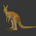 Detailed Brown Kangaroo Standing on Dark Surface with Reflection and Clear Fur Details