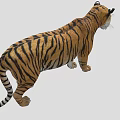 Realistic 3D Tiger Model With Detailed Fur And Striped Pattern 3d model