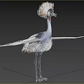 Grey Crowned Crane Standing With Spread Wings Golden Crest Red Throat Grey Plumage In Natural Habitat