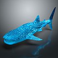 Modern Whale Cartoon Whale Mammal Marine Mammal 3d model