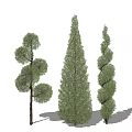 Various Shaped Arbor Trees For Landscaping With Green Foliage And Unique Designs