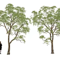 landscape tree poplar landscaping tree 3d model