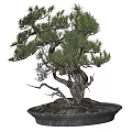 Artistic Bonsai Tree with Twisted Trunk and Lush Green Foliage in Traditional Pot