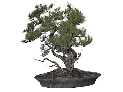 Artistic Bonsai Tree with Twisted Trunk and Lush Green Foliage in Traditional Pot 3d model