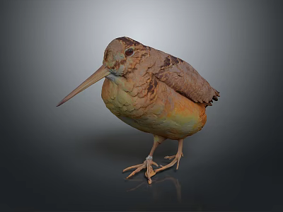 Bird with long beak and brown orange plumage standing on reflective surface against dark background 3d model