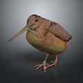 Bird with long beak and brown orange plumage standing on reflective surface against dark background