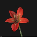 Vibrant Red Flower With Six Petals And Green Stem On Black Background