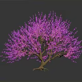 Vibrant Pink Flowering Tree With Brown Branches And Pink Blossoms On Dark Background