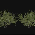 Bushy Green Shrubs With Small Yellow Flowers And Branchy Stems In Garden
