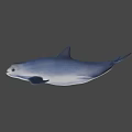 Cute Gray Dolphin Swimming Gracefully In Calm Water Environment