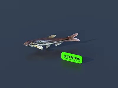 River Barbel Fish Swimming In Natural Freshwater Habitat With Distinctive Features 3d model
