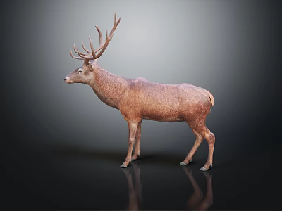 Brown Deer Sculpture With Large Antlers On Black Background And Reflection 3d model