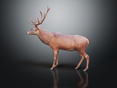 Modern Deer Sika Deer Elk model