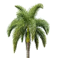 Lush Tropical Palm Tree With Green Feathery Fronds And Brown Trunk