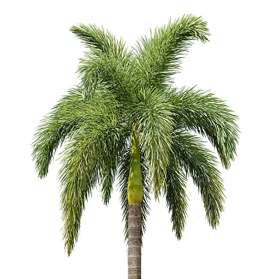 Lush Tropical Palm Tree With Green Feathery Fronds And Brown Trunk 3d model