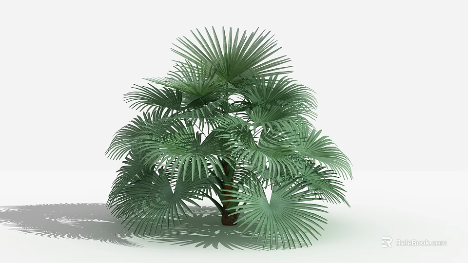Lush Green Shrub With Broad Leaves 3D Model On White Background With Shadow 3d model 