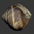 Vibrant Spiral Sea Snail Shell With Striped Pattern And Shiny Surface 3d model
