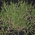 Green Grass Plant with Exposed Roots Growing on Black Background