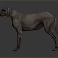 Gray Dog Standing On Smooth Surface With Reflection In Studio