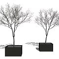 Leafless Arbor Trees In Square Black Planters With Minimalist Gray Background 3d model
