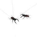 Two Black And Red Stag Beetles With Large Mandibles Isolated On White Background