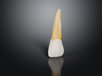 Dental Ceramic Tooth Model With White And Yellow Layers On Dark Background With Reflection 3d model