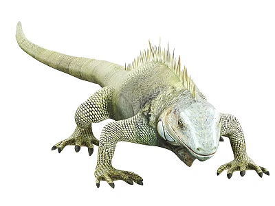 Iguana Reptile With Spiky Back Long Tail And Sharp Claws On White Background 3d model