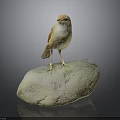 Small Brown Bird Standing On Rock With Yellow Feet And Green Leg Band