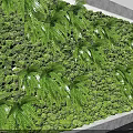 Green Living Wall Design With Lush Moss And Fresh Fern Plants