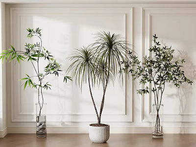 Indoor Potted Plants Bamboo in Transparent Vases and White Pot with White Wall Wooden Floor 3d model