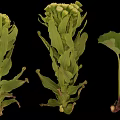 Green Plants With White Flower Clusters And Leafy Stems On Black Background