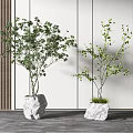 Potted Bonsai Trees with Green Foliage in Stone Planters for Modern Indoor Decor