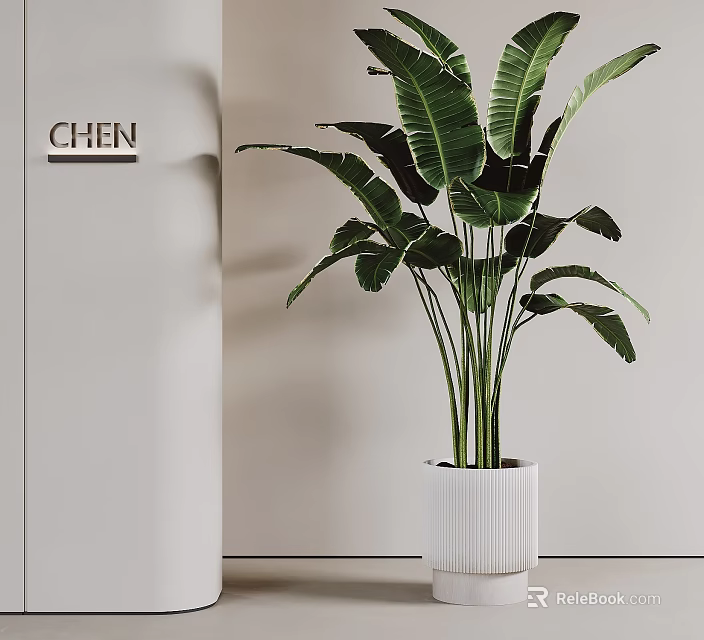 Potted Plant With Large Green Leaves In White Textured Pot For Modern Indoor Decoration 3d model 